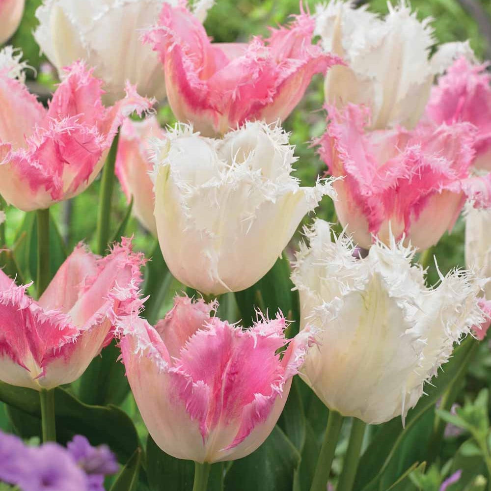 Bakker Tulipes Huis ten Bosch Noordeinde bulbe sachet 20
