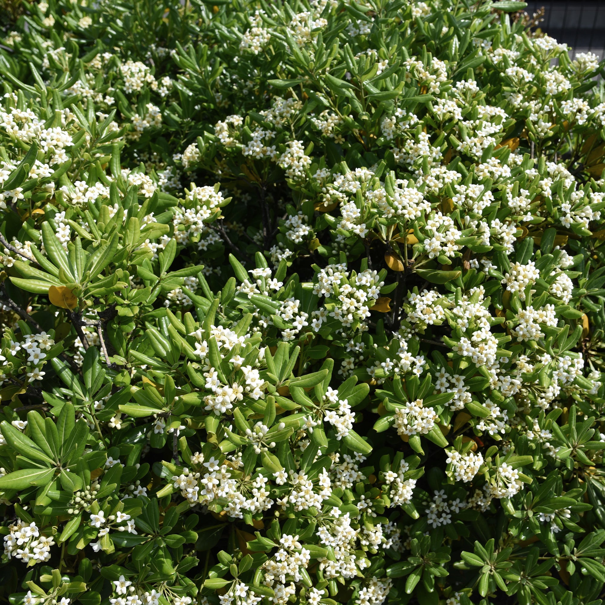 Bakker Pittosporum tobira arbuste pot 2L 25-30cm parfumé