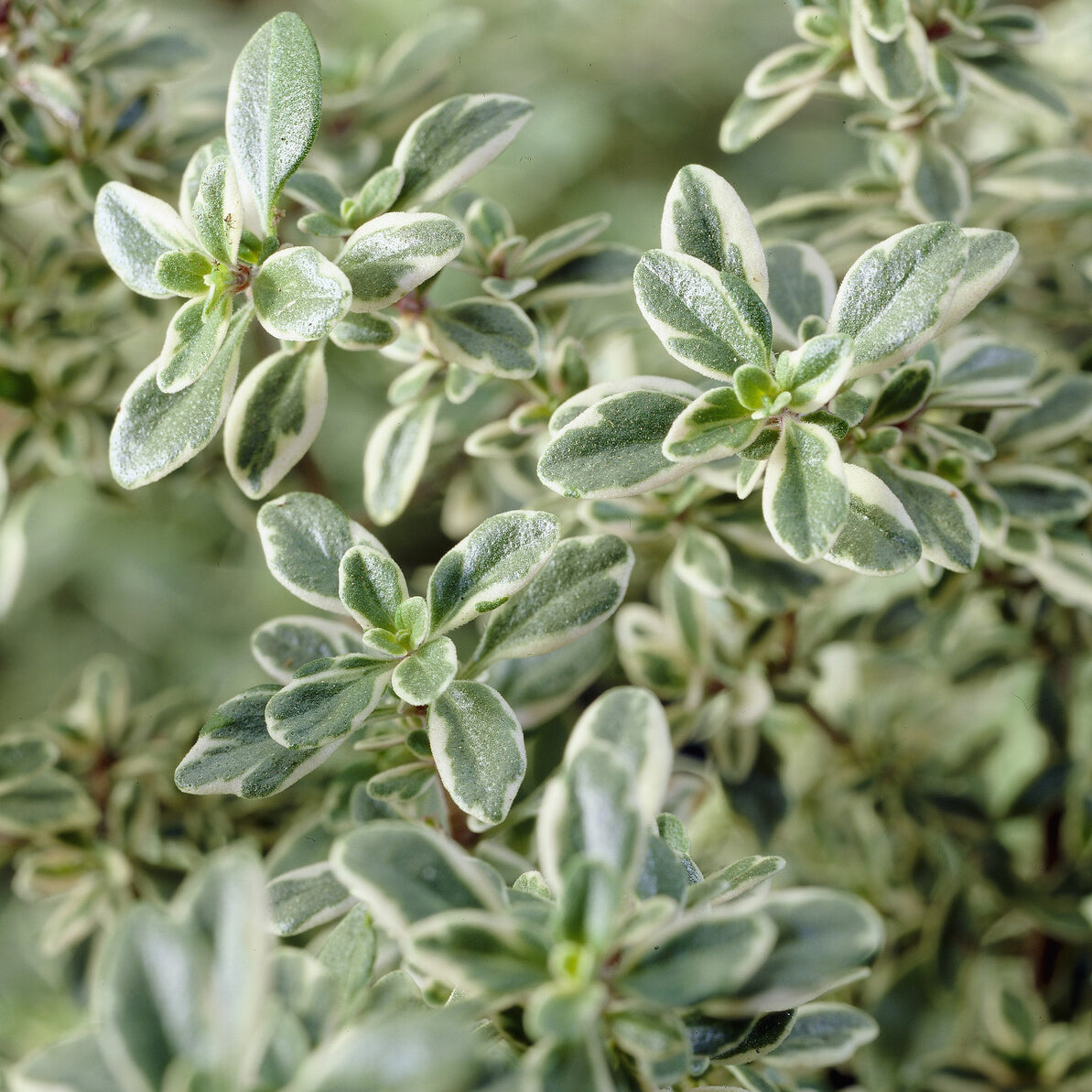 Bakker Thym citron Silver Queen plante aromatique pot Ø9cm