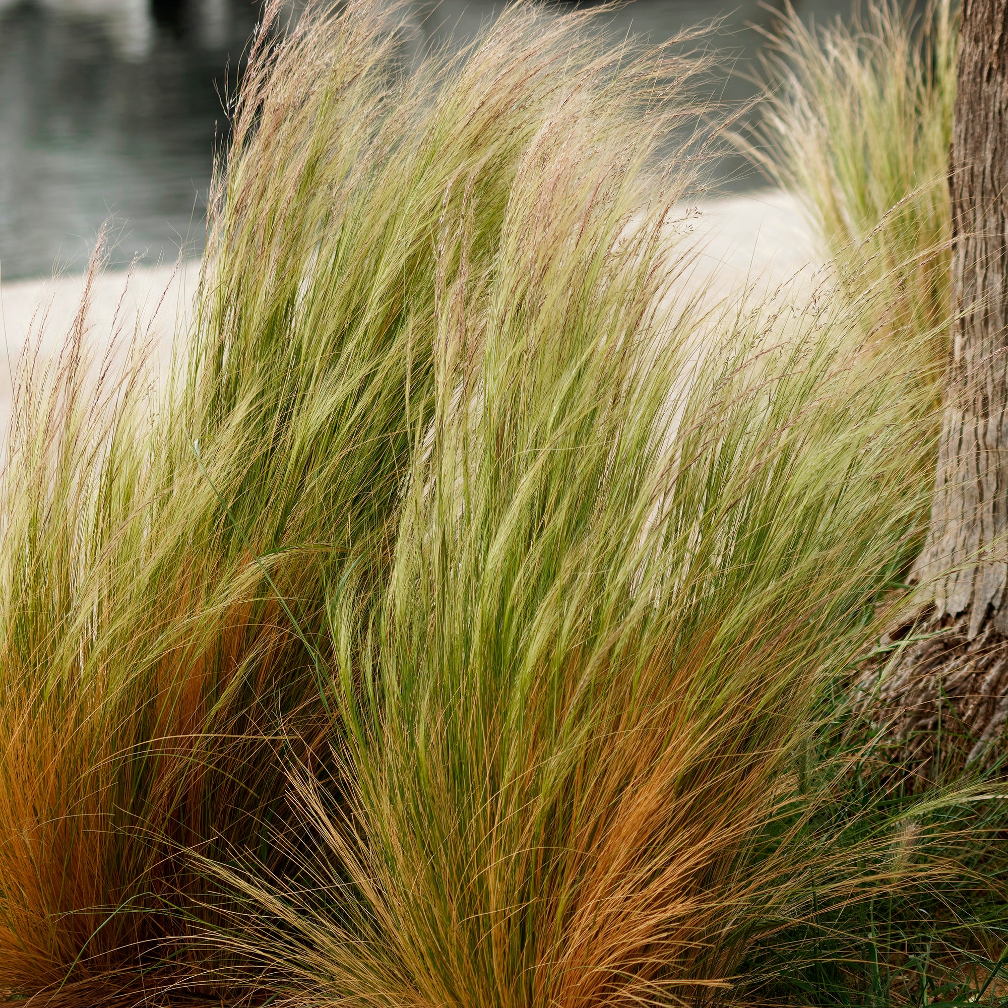 Bakker Cheveux d'Ange Stipa graminée pot Ø 9cm soleil