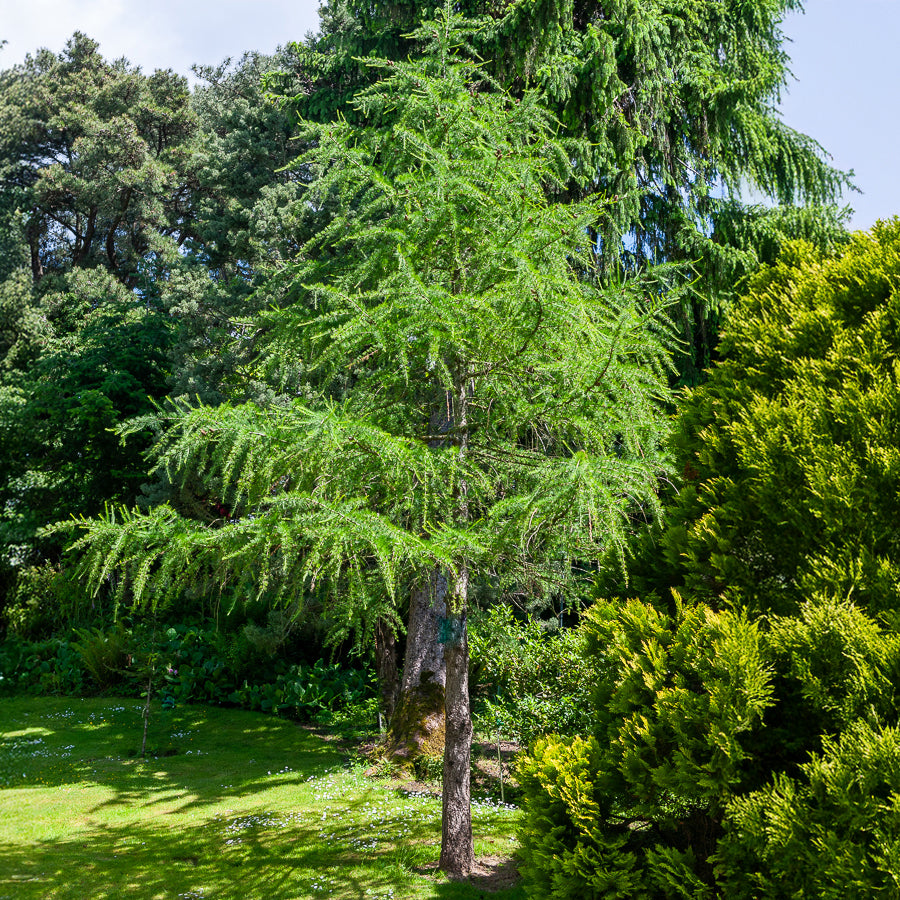 Bakker Mélèze d'Europe arbre pot 2L 60-80cm caduc