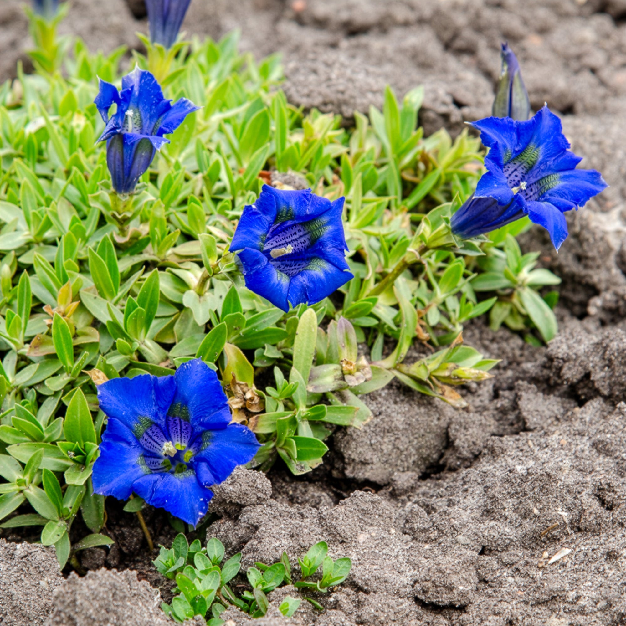 Bakker Gentiane acaule vivace pot 9cm fleurs bleues tapis