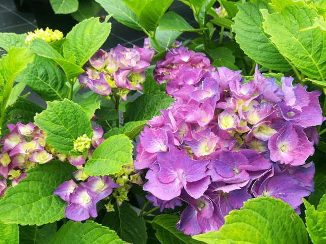 Les Hortensias du Haut Bois Burg Konigstein hortensia fleurs rondes