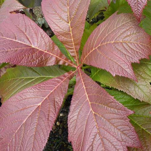 Bakker Plantes vivaces Rodgersia Rotlaub vivace pot feuillage rouge