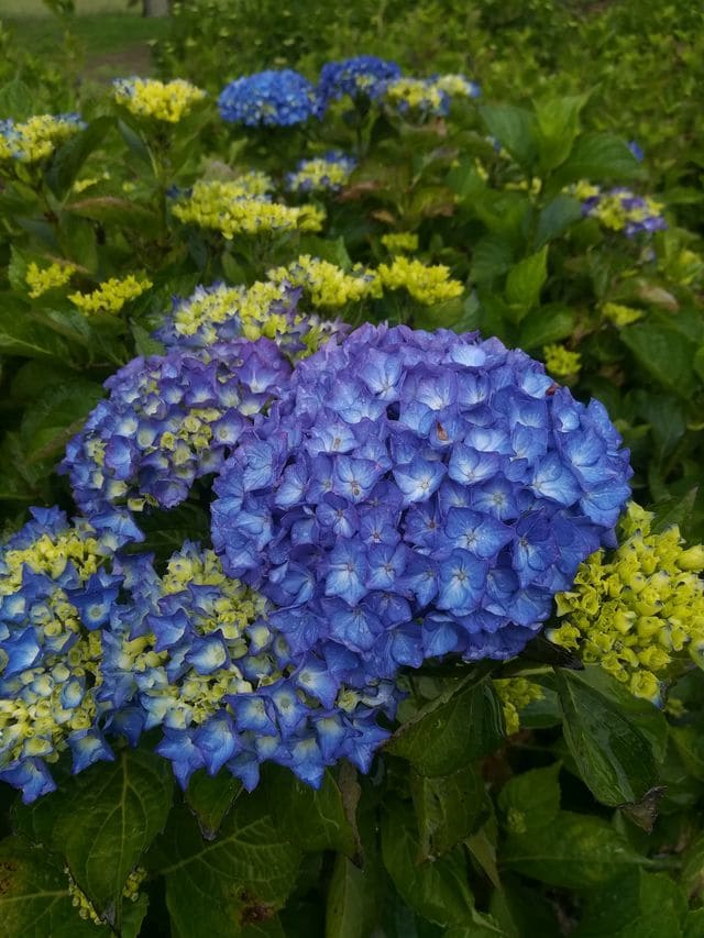 Les Hortensias du Haut Bois Renate Steiniger hortensia boule fleurs rondes