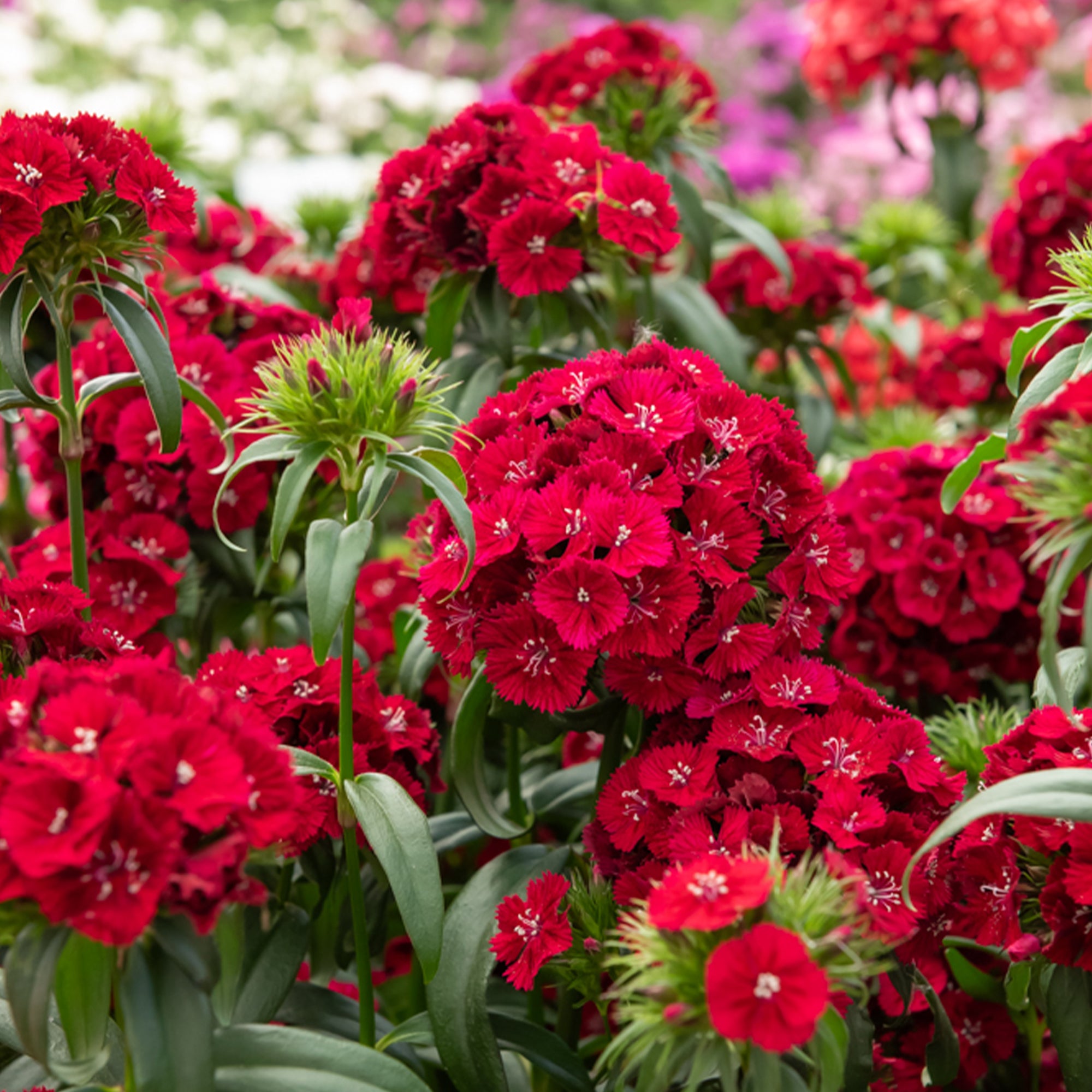 Bakker Œillet de poète Barbarini Red plante pot Ø19cm