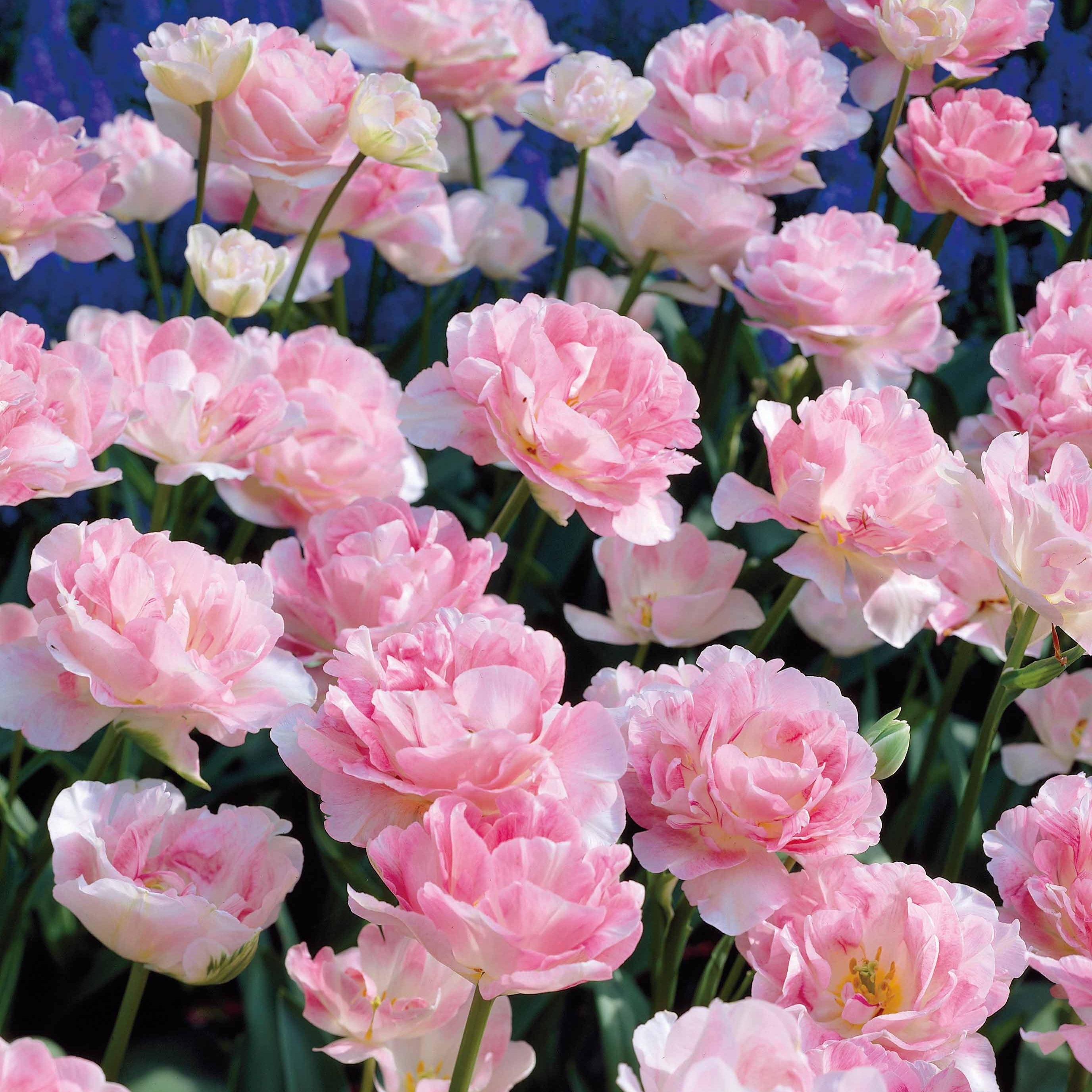 Bakker Bulbes à fleurs Tulipe Angélique double rose 10 bulbes