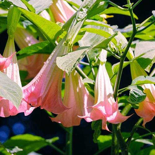 Bakker Brugmansia Tricolor trompette des anges pot 12cm