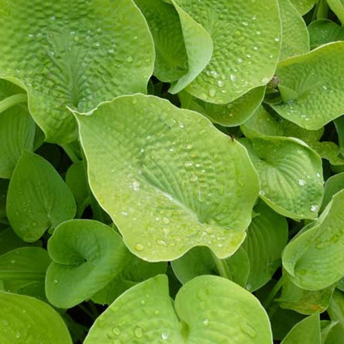 Bakker Plantes vivaces Hosta Zounds vivace pot 9cm feuillage vert