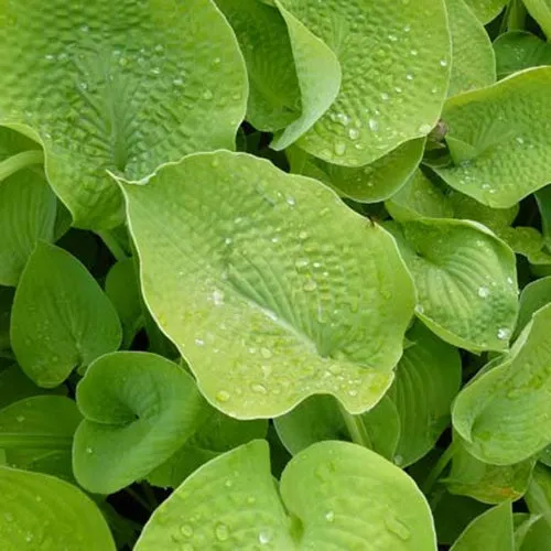 Bakker Plantes vivaces Hosta Zounds vivace pot 9cm feuillage vert