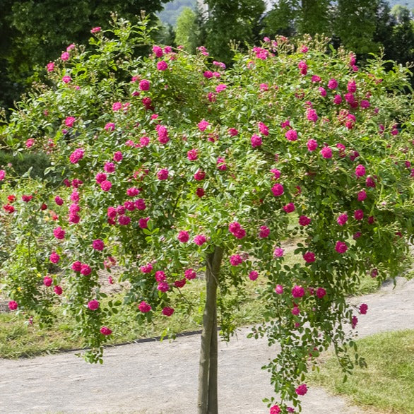 Bakker Rosier pleureur Excelsa tige 140cm rose