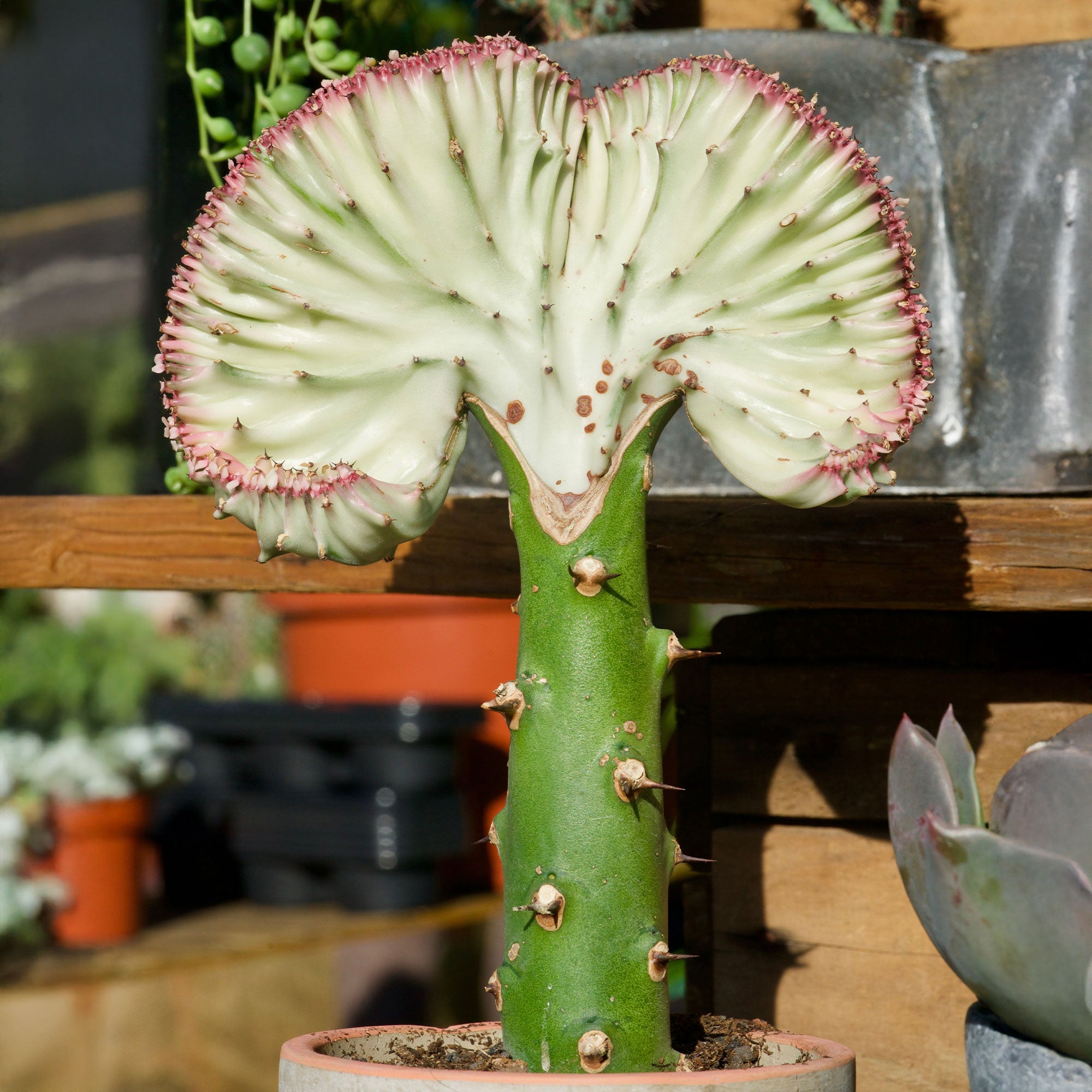 Bakker Euphorbe Cristata plante grasse pot 10,5cm 20-30cm