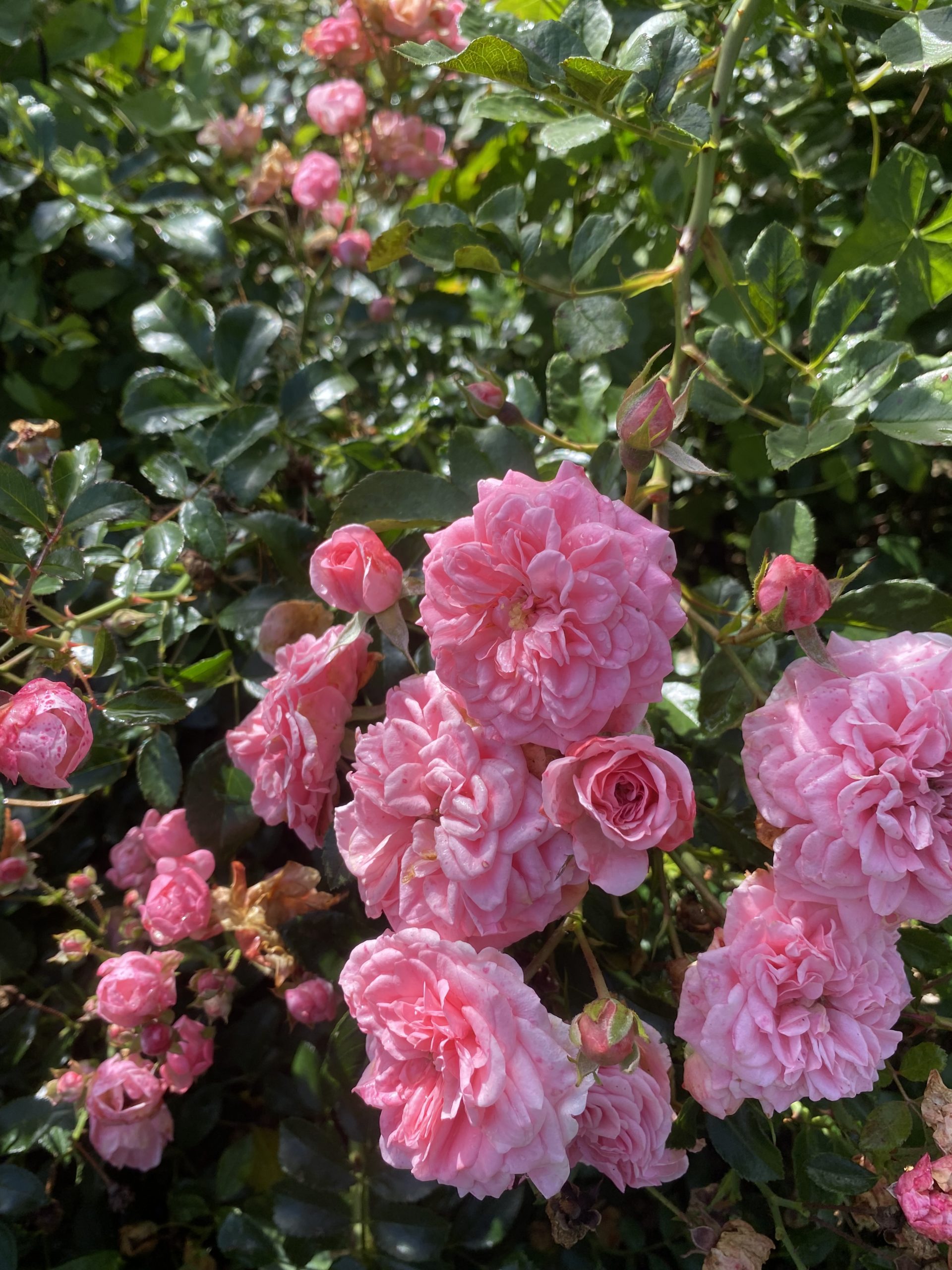 Michel Adam Porto Fino rosier miniature blanc rosé