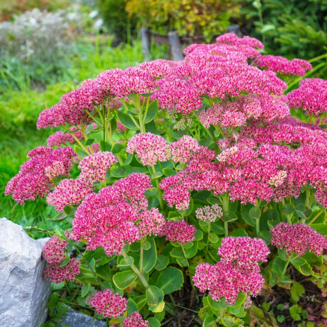 Bakker Sedum spectabile Orpin d'automne vivace rose pot 9cm
