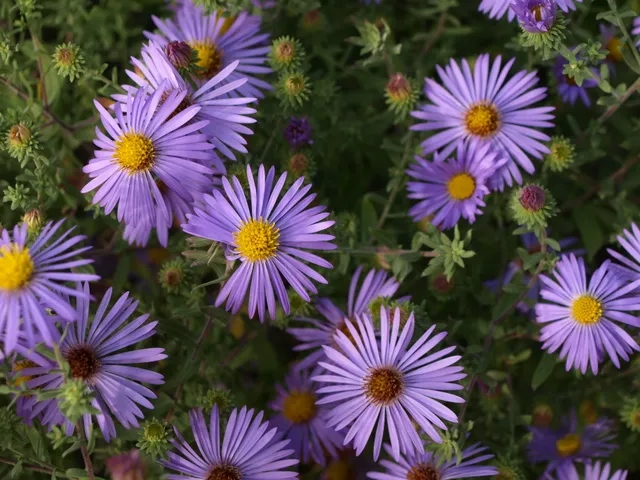 Passion Vivaces ASTER oblongifolius Raydons Favorite godet bleu