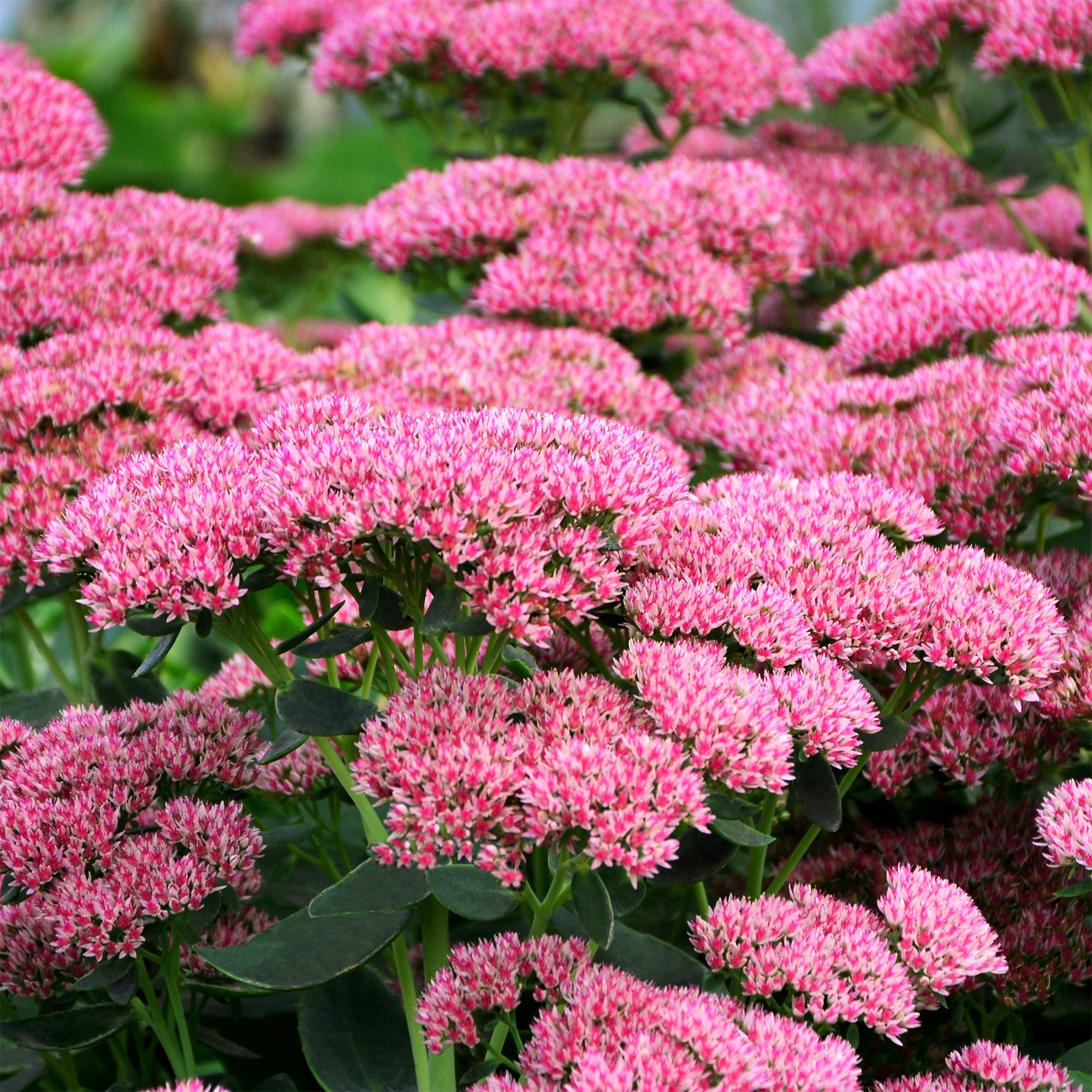 Bakker Sedum Herbstfreude Autumn Joy vivace pot Ø 9cm rose