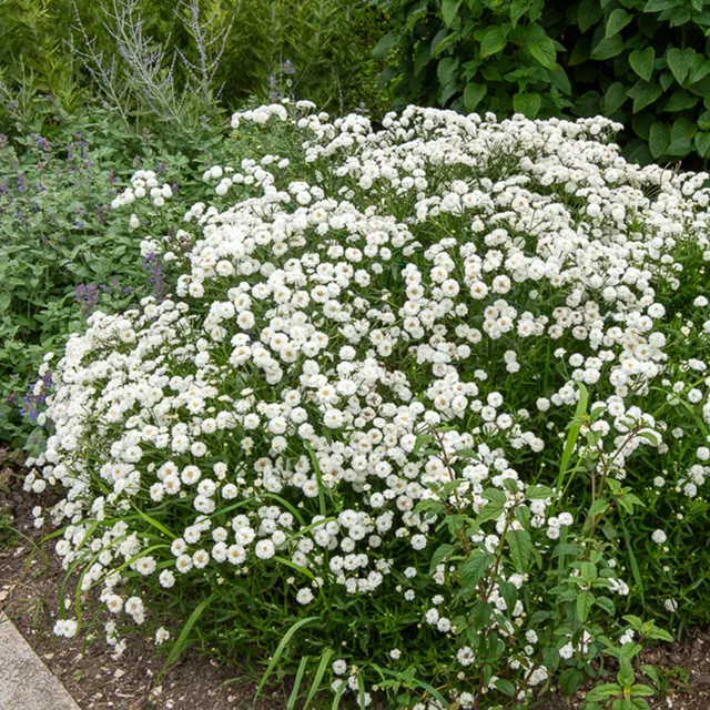 Bakker Achillée The Pearl plante vivace pot 9cm fleurs blanches