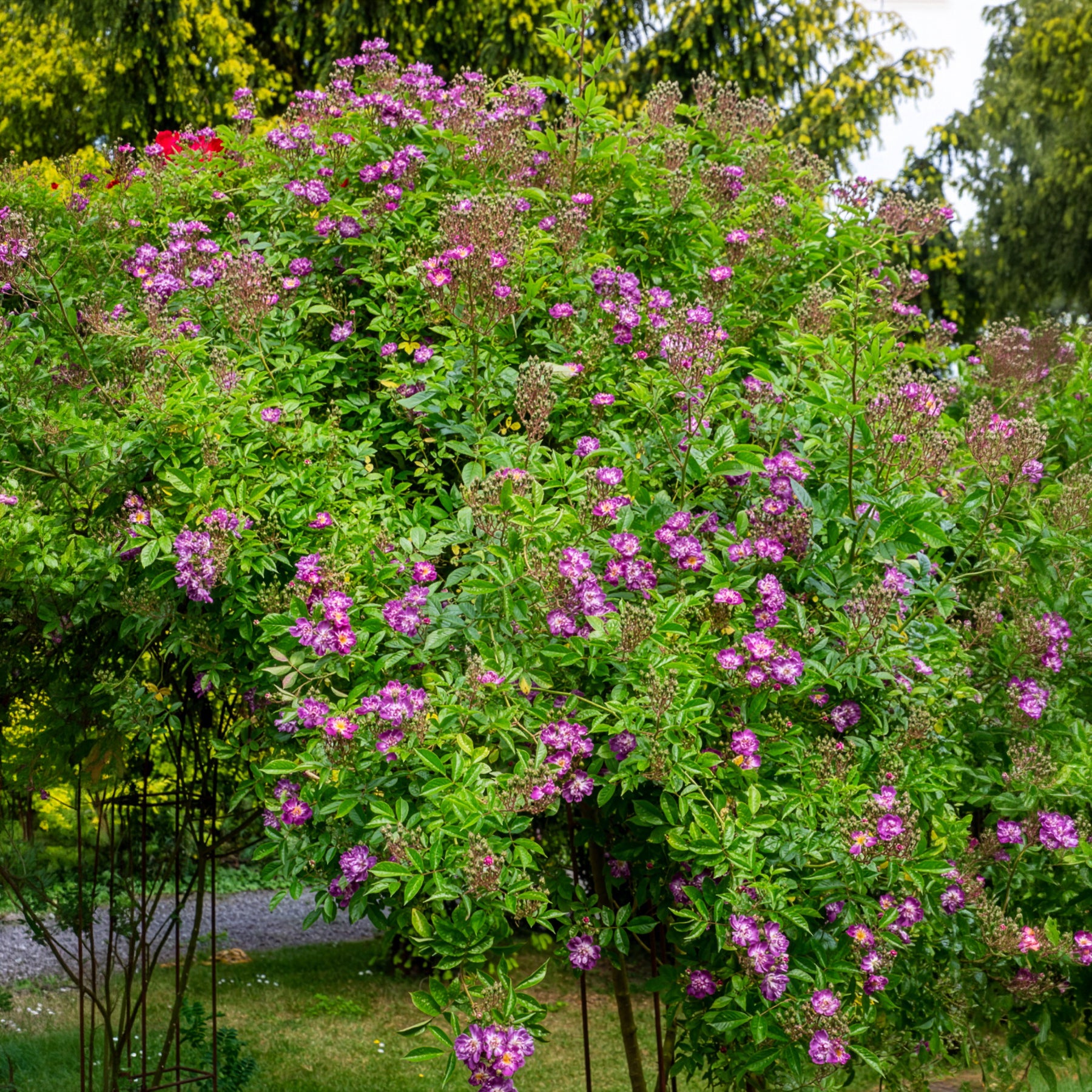 Bakker Veilchenblau rosier bleu violet tige 140cm