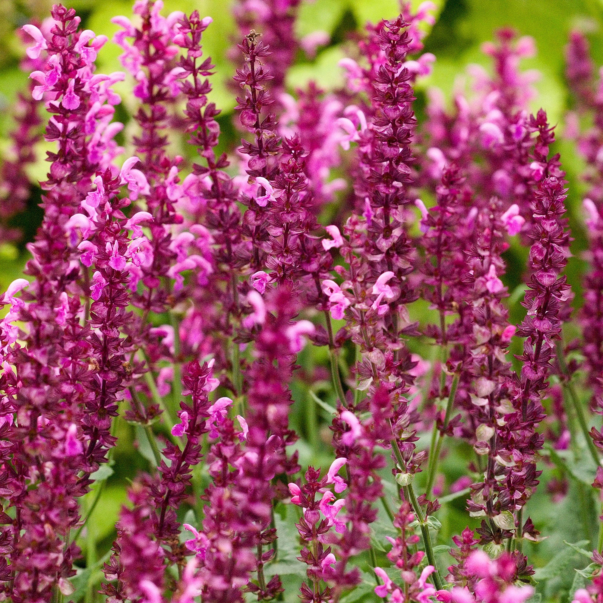 Bakker Vivaces Sauge des bois Friesland Pink vivace lot 3 racines