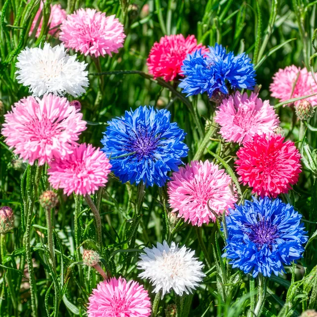 Bakker Centaurée double sachet 1g fleurs à couper