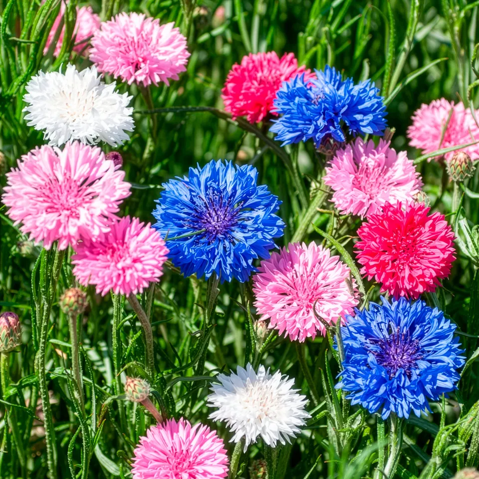 Bakker Centaurée double sachet 1g fleurs à couper
