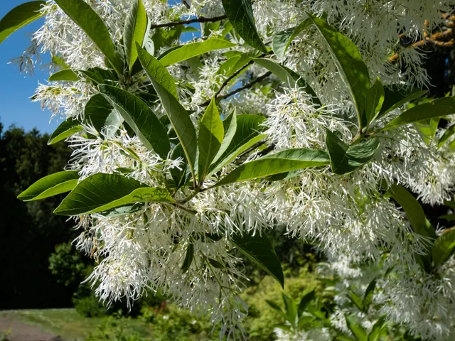 Pépinières Ripoche Chionanthus virginicus arbuste fleur blanche