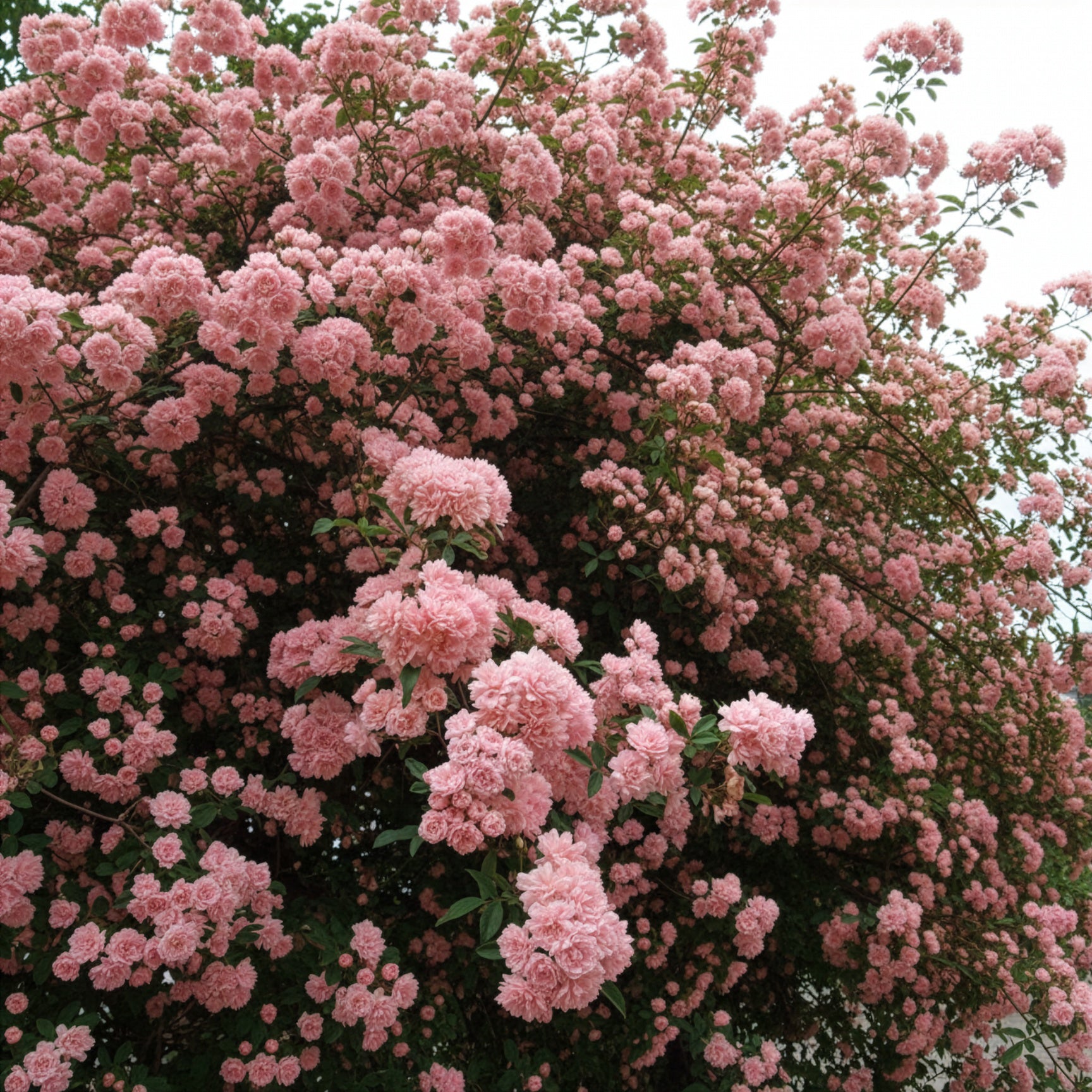 Bakker Rosiers Banks rose rosier grimpant 1,5L rose sans épines
