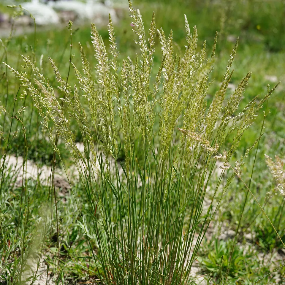 Bakker Koélérie bleue graminée pot 9cm argenté