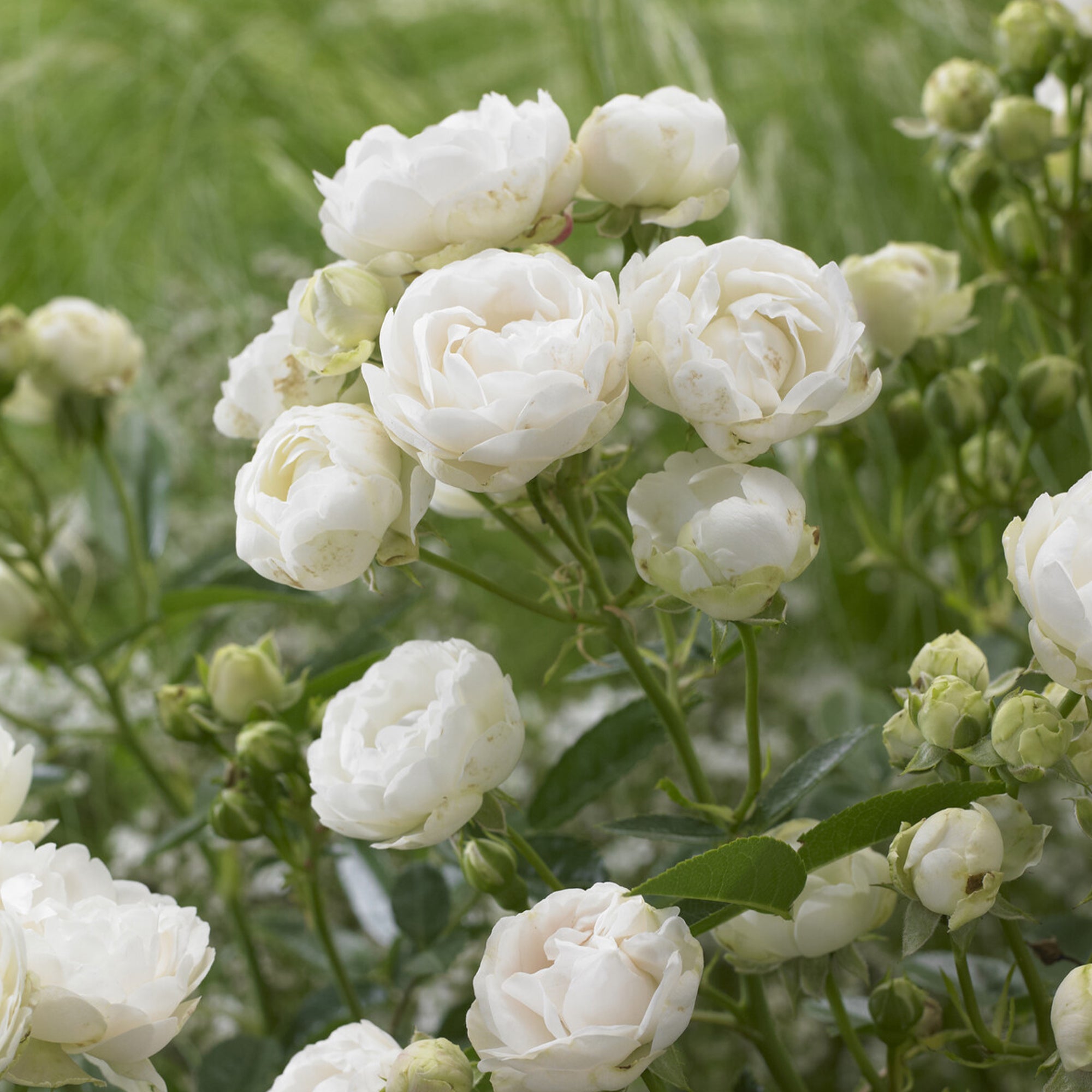 Bakker Rosiers Fête des Mères blanc rosier pot 3L parfumé