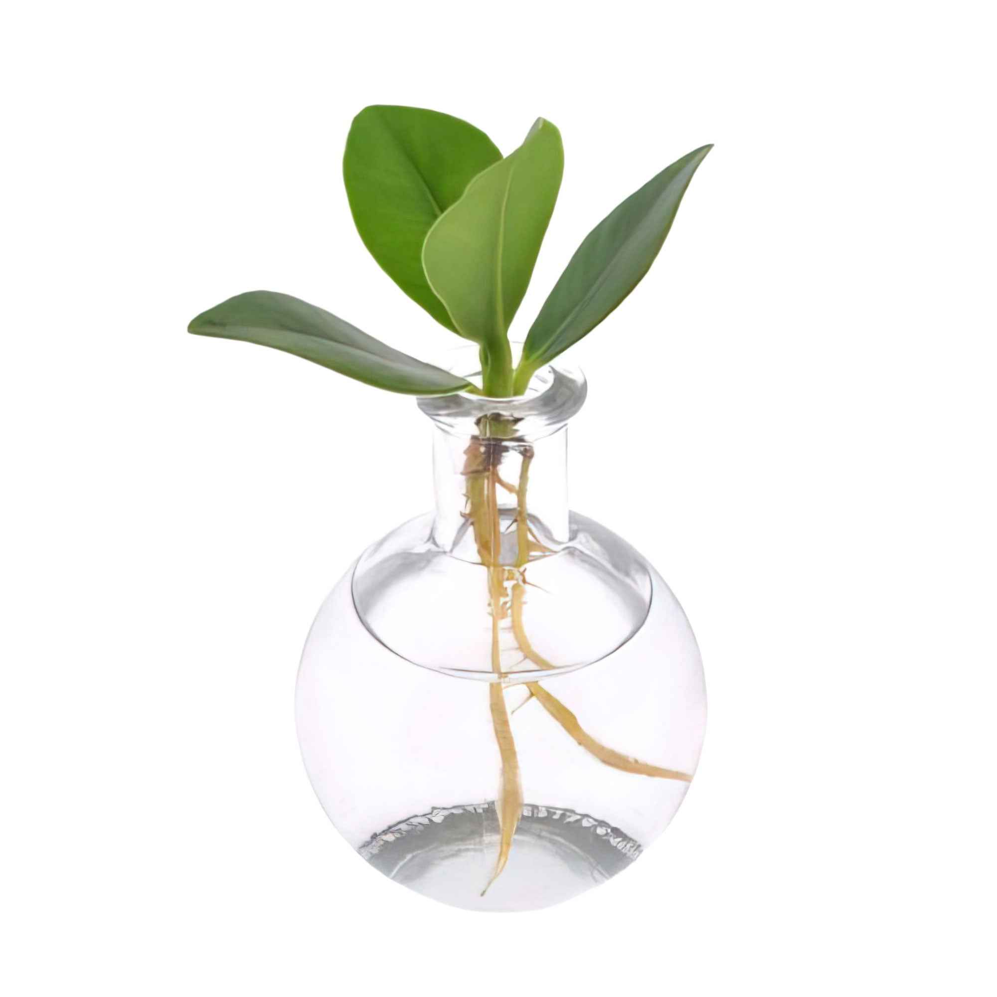 Bakker Clusia Samoa plante intérieure kit vase hydroponique