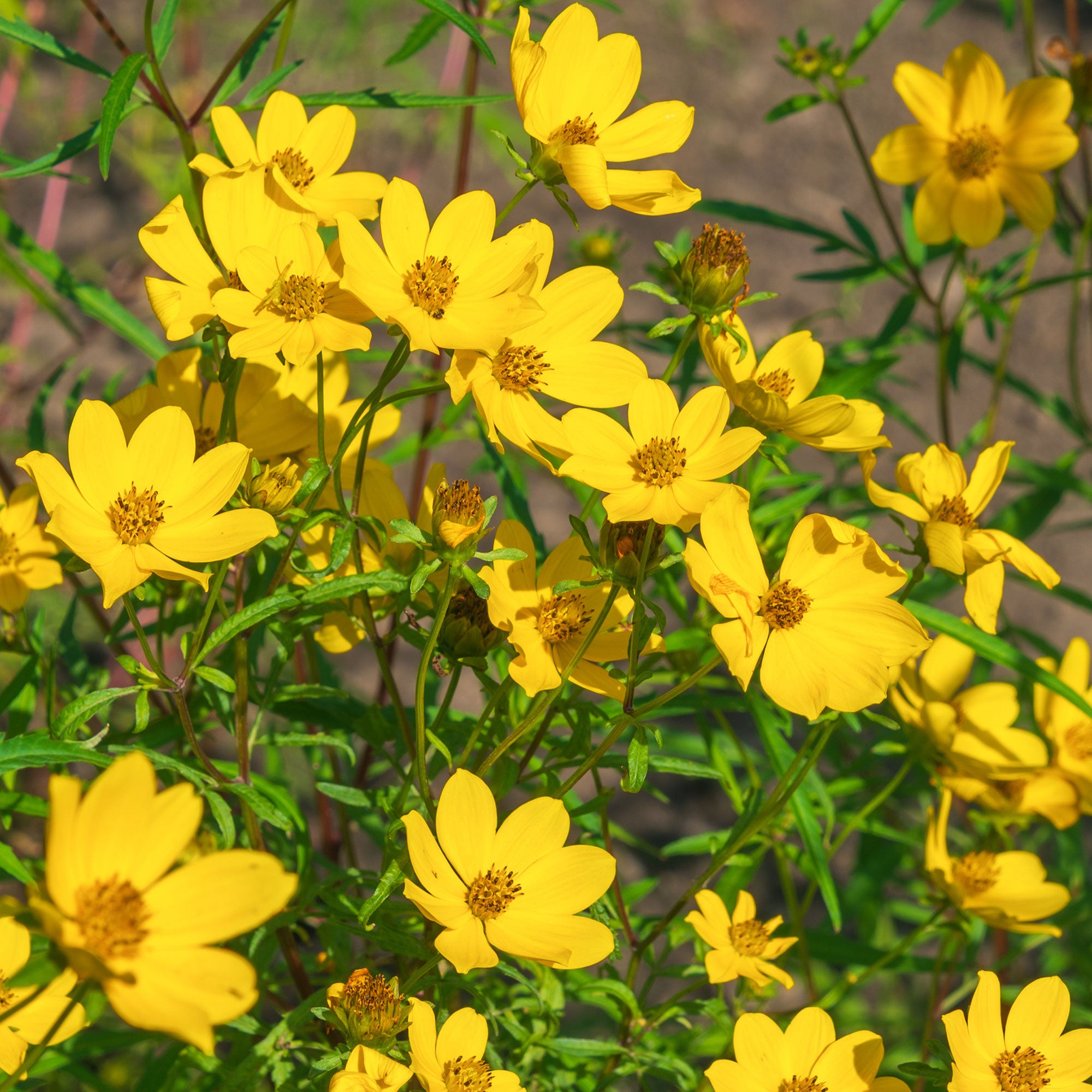 Bakker Bidens jaunes fleur retombante pot Ø 10,5 cm