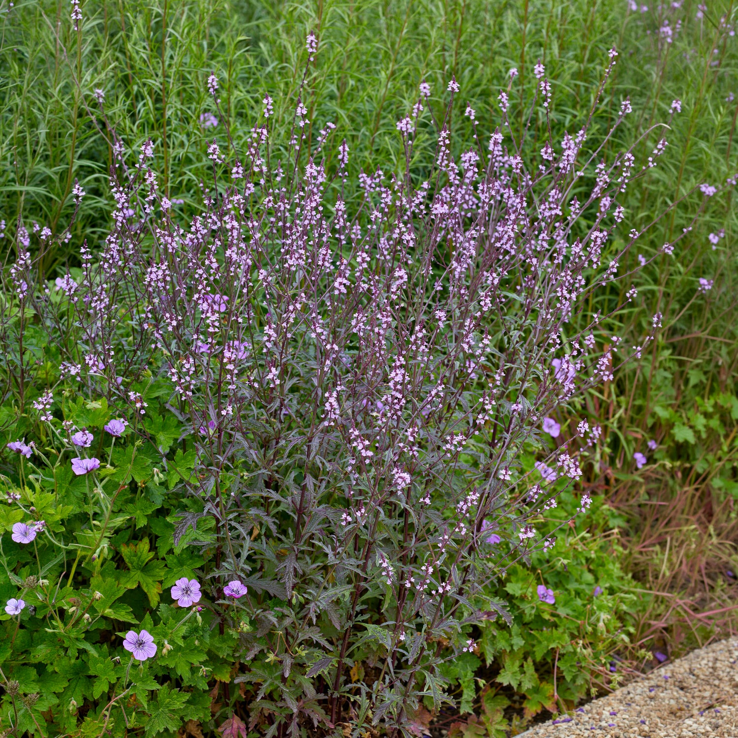Bakker Verveine officinale Bampton violette pot 8cm
