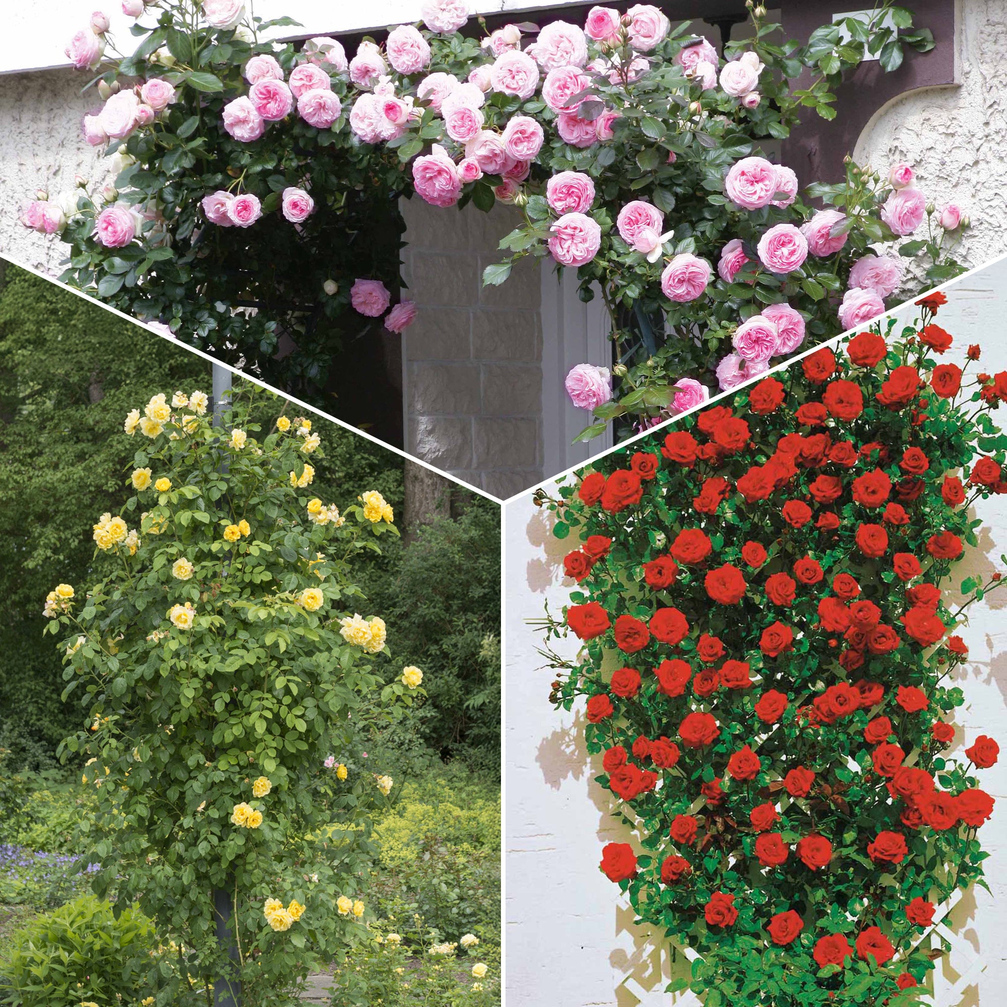 Bakker Rosiers grimpants Ronsard Golden Gate Santana 3 racines nues