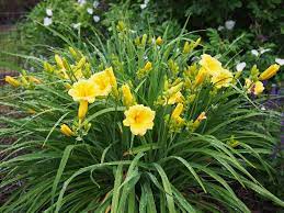 Passion Vivaces Hemerocallis Stella de Oro hémérocalle pot 1L jaune or