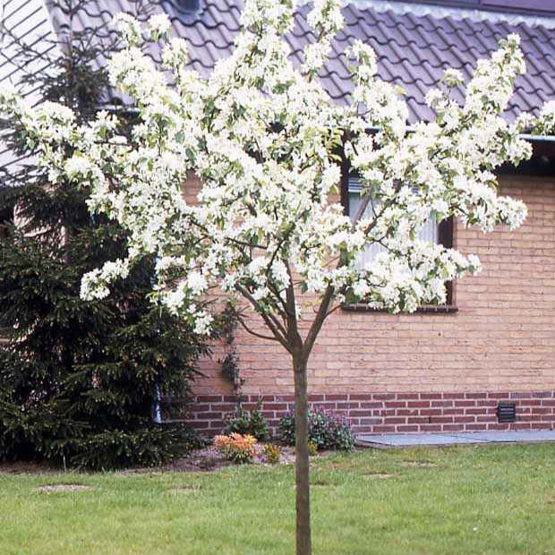 Bakker Fruitiers Poirier Conférence motte scion 80-100cm