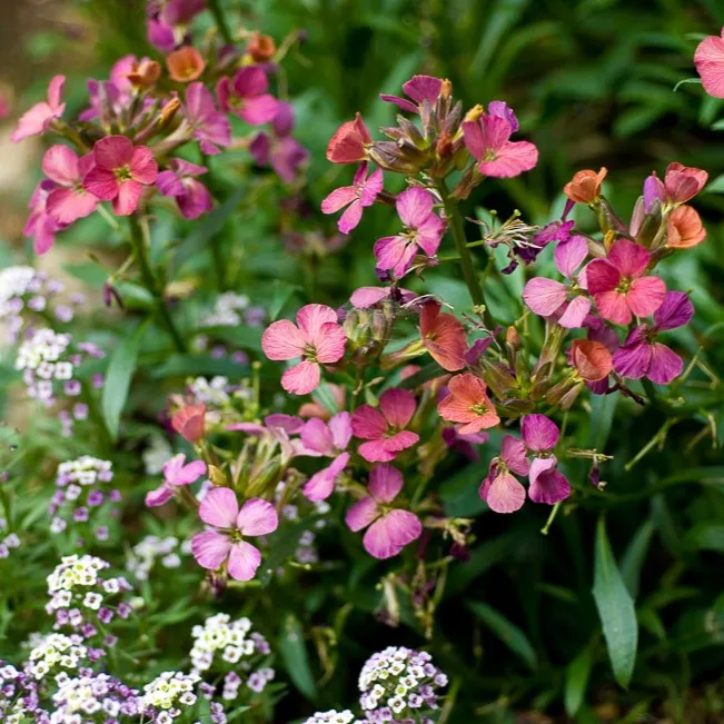 Passion Vivaces Erysimum Constant Cheer giroflée pot 1 litre persistante