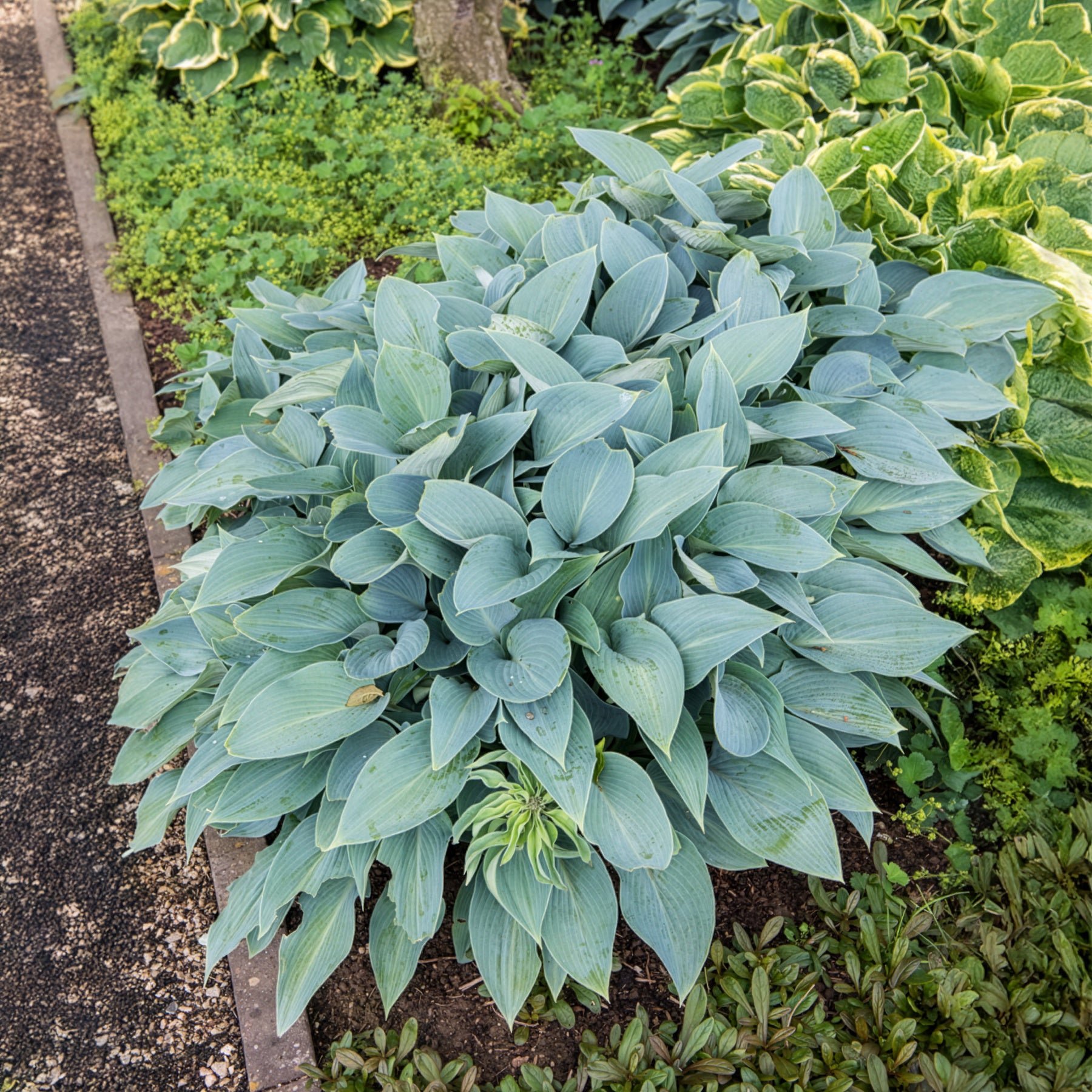 Bakker Hosta Halcyon vivace bleue pot 8 cm ombre