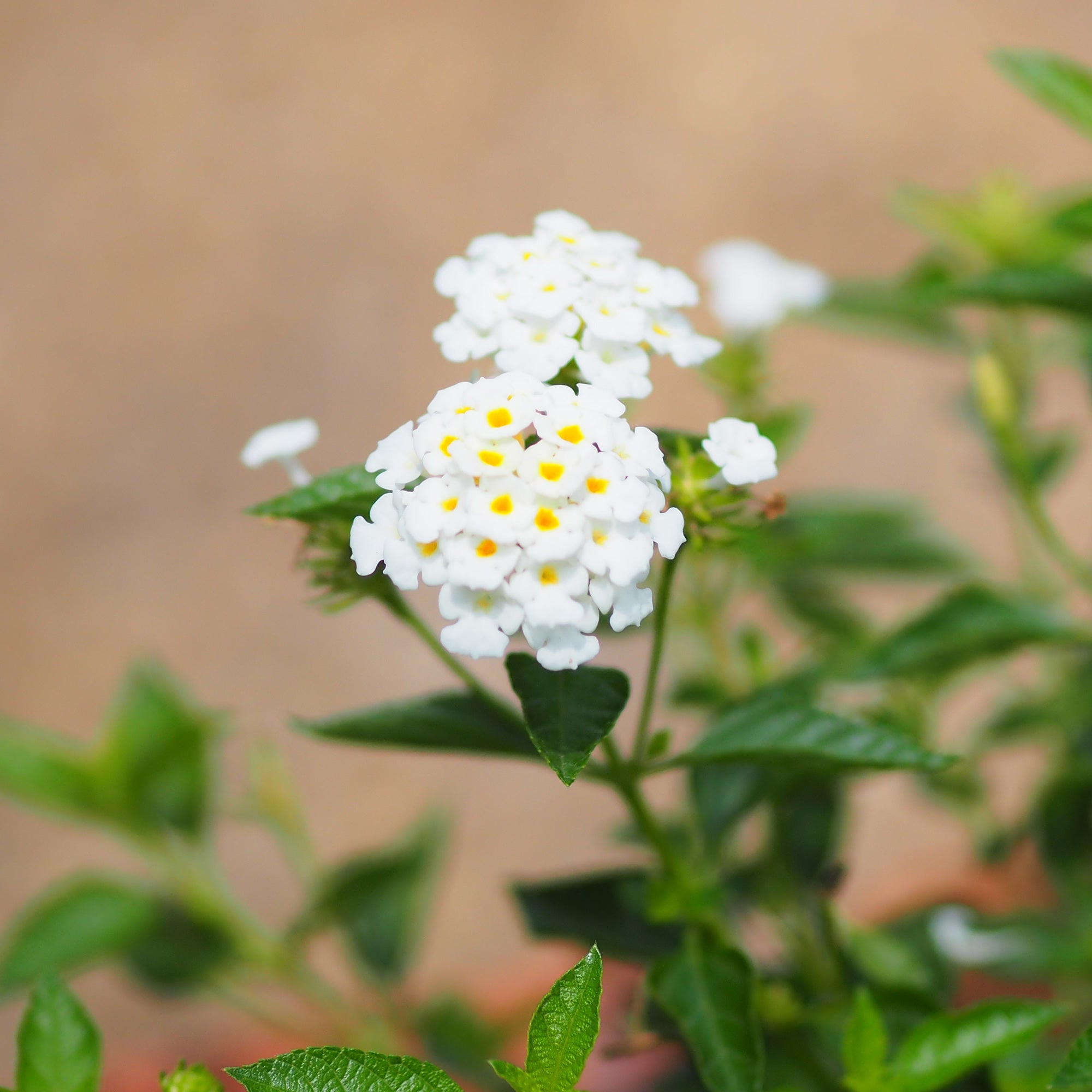 Bakker Lantana blanc fleur terrasse pot Ø10,5cm