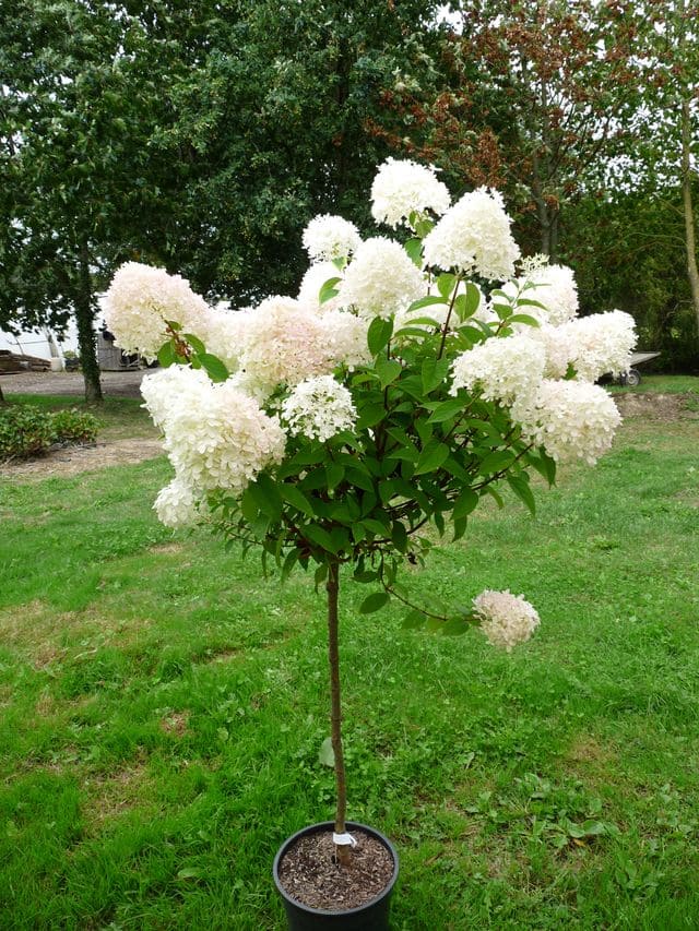 Les Hortensias du Haut Bois Lime Light hortensia tige panicule