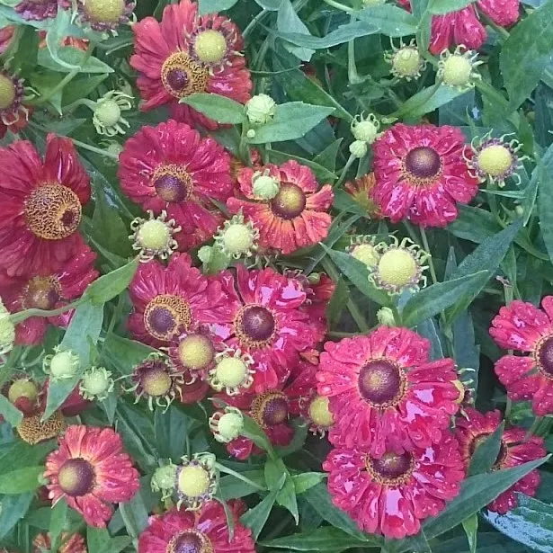 Passion Vivaces HELENIUM automnale Bruno plante vivace godet fleur rouge