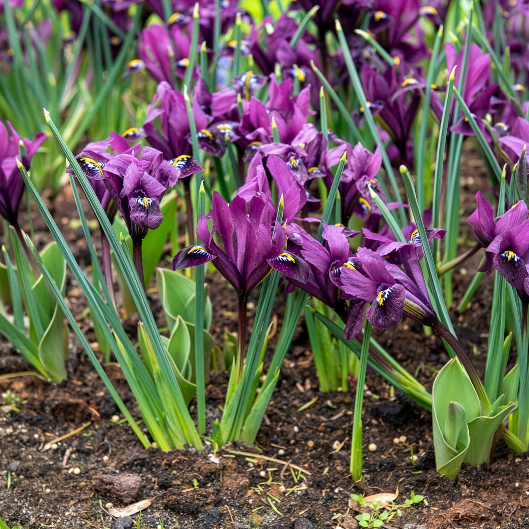Bakker Bulbes Iris Fraternal Twins mélange 25 bulbes
