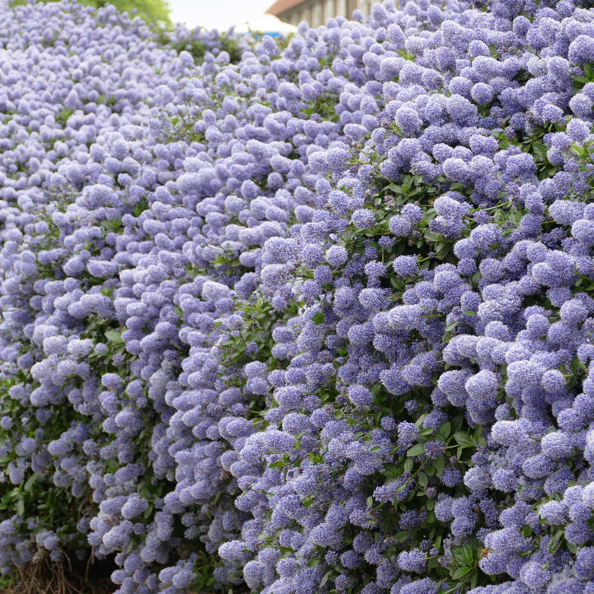 Bakker Collection 2 Céanothes Victoria arbuste pot 2L bleu