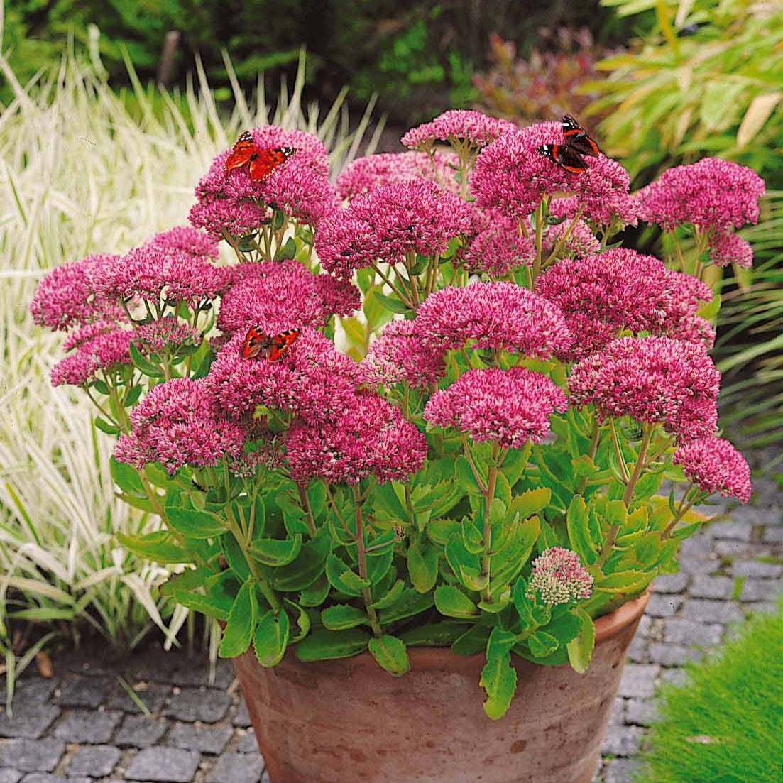 Bakker Sedum spectabile Orpin d'automne vivace rose pot 9cm