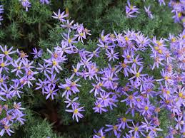 Passion Vivaces Aster sedifolius Nanus plante vivace godet bleu