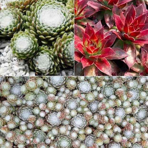 Bakker Joubarbe Chick Charms Sempervivum pot 9cm