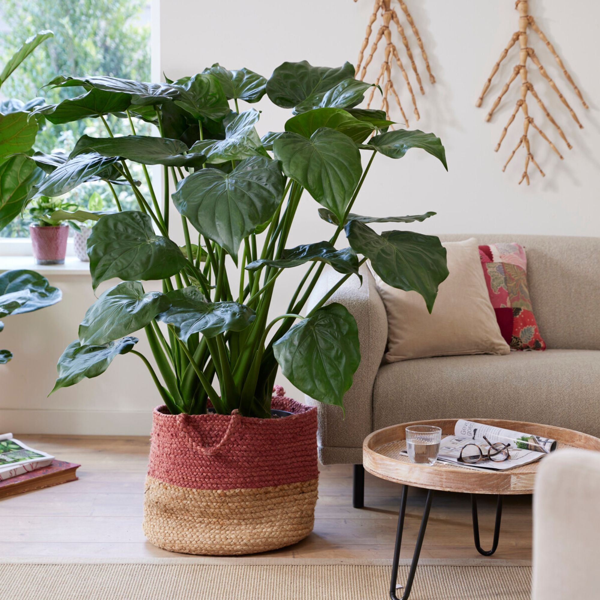 Bakker Alocasia Cucullata oreille éléphant pot 17cm