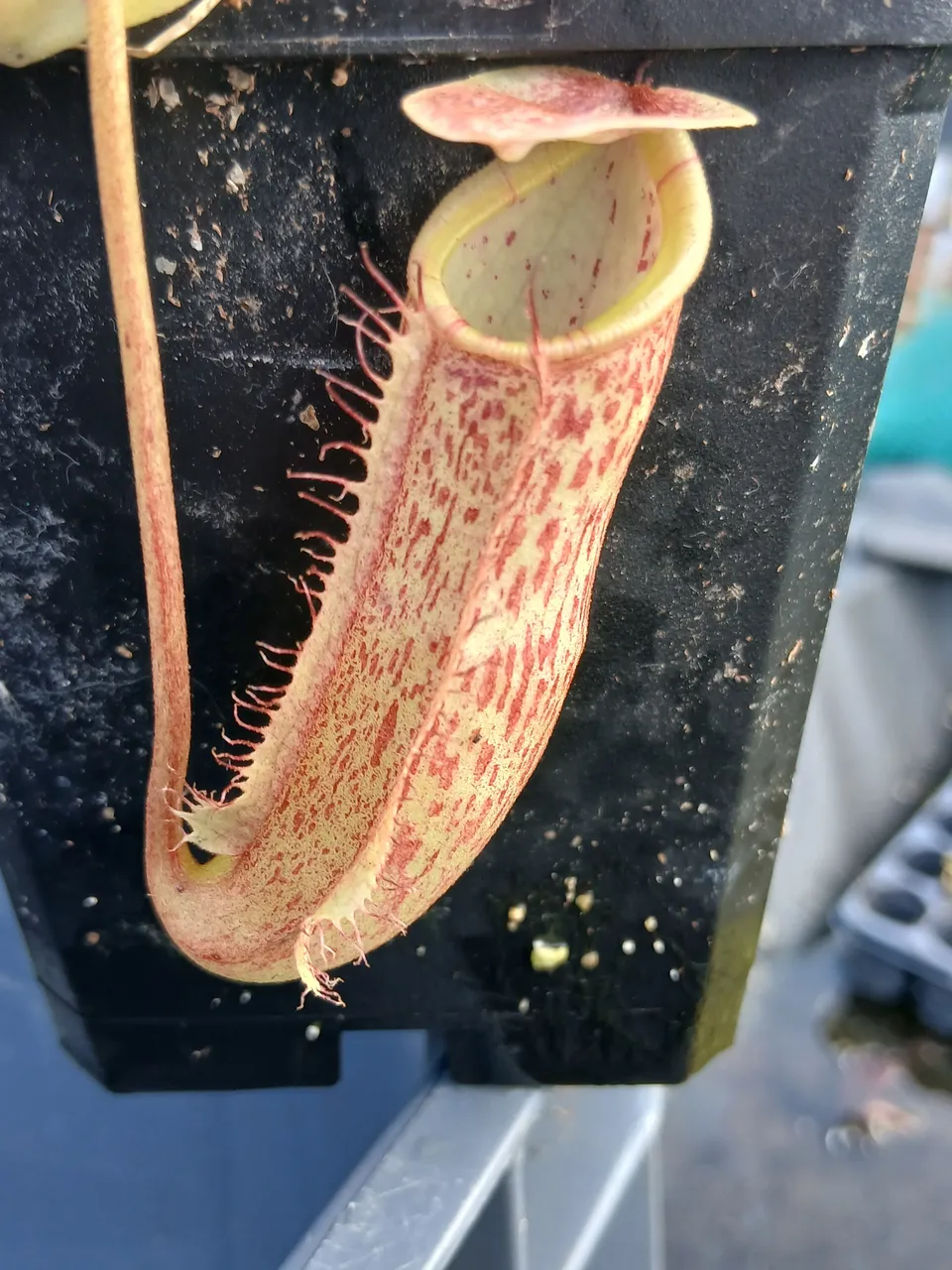 Carniflore Nepenthes Miranda plante jeune plant