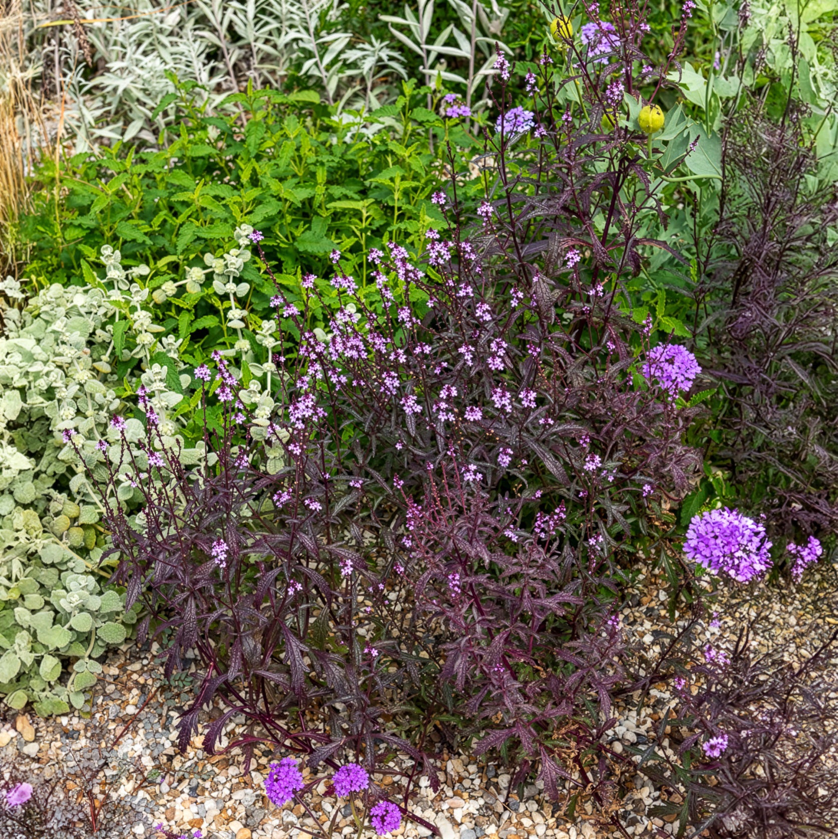 Bakker Verveine officinale Bampton violette pot 8cm