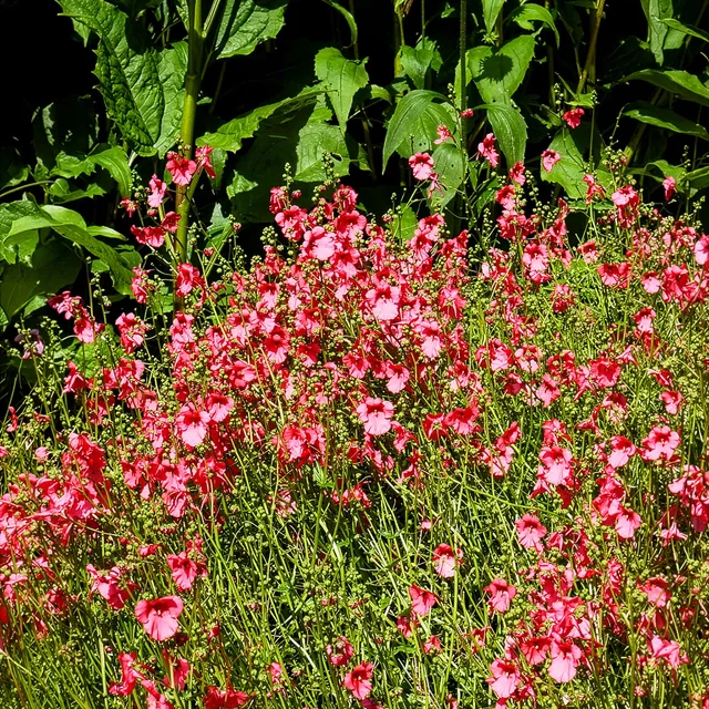 Bakker Diascie Ruby Field couvre-sol pot 9cm rose corail