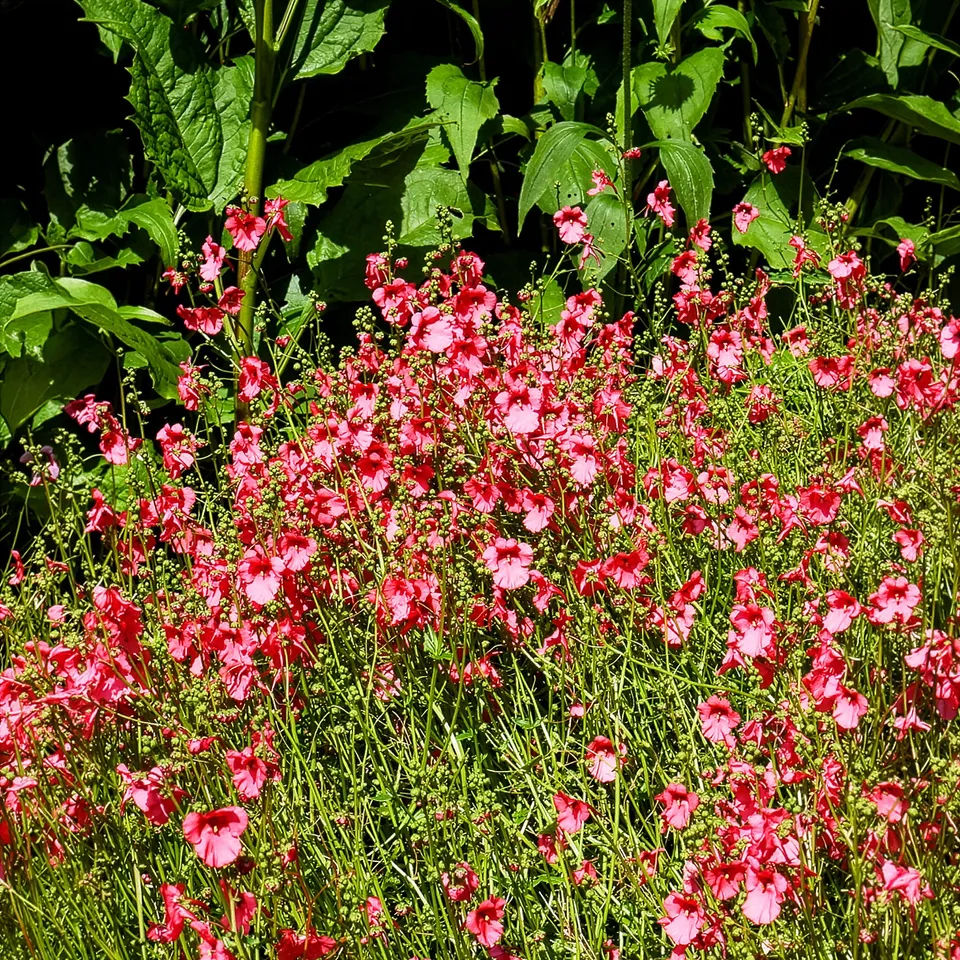 Bakker Diascie Ruby Field couvre-sol pot 9cm rose corail